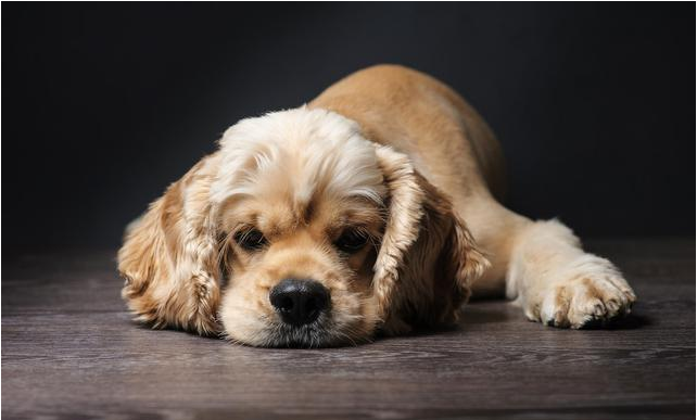 犬腺状病毒灭活检测